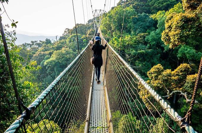 Rwanda's Canopy Walk: Birding from the Treetops