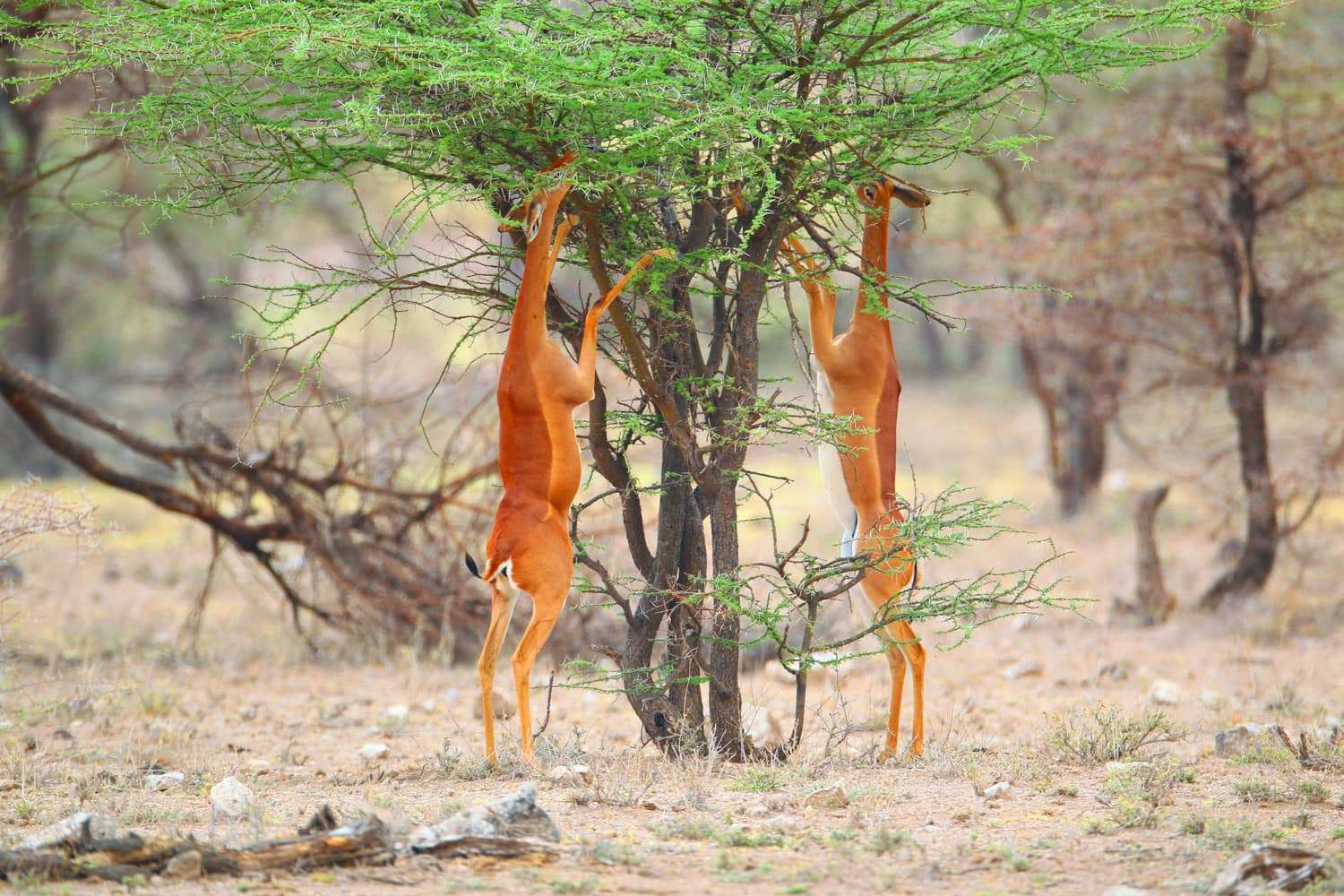 Samburu birds in Kenya's arid landscape near Ewaso Ng'iro River at sunrise