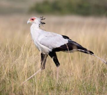 Secretary bird: The Snake Hunting Giant of the Savanna