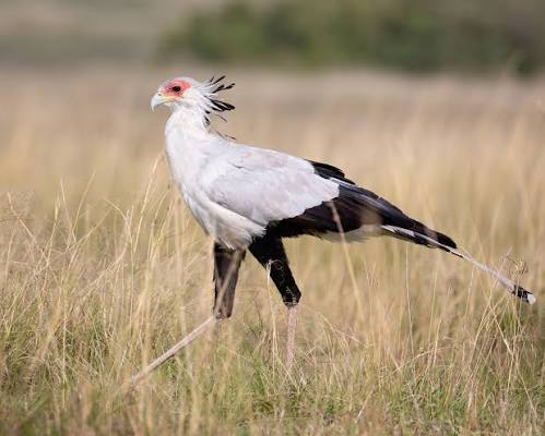 Secretary bird: The Snake Hunting Giant of the Savanna