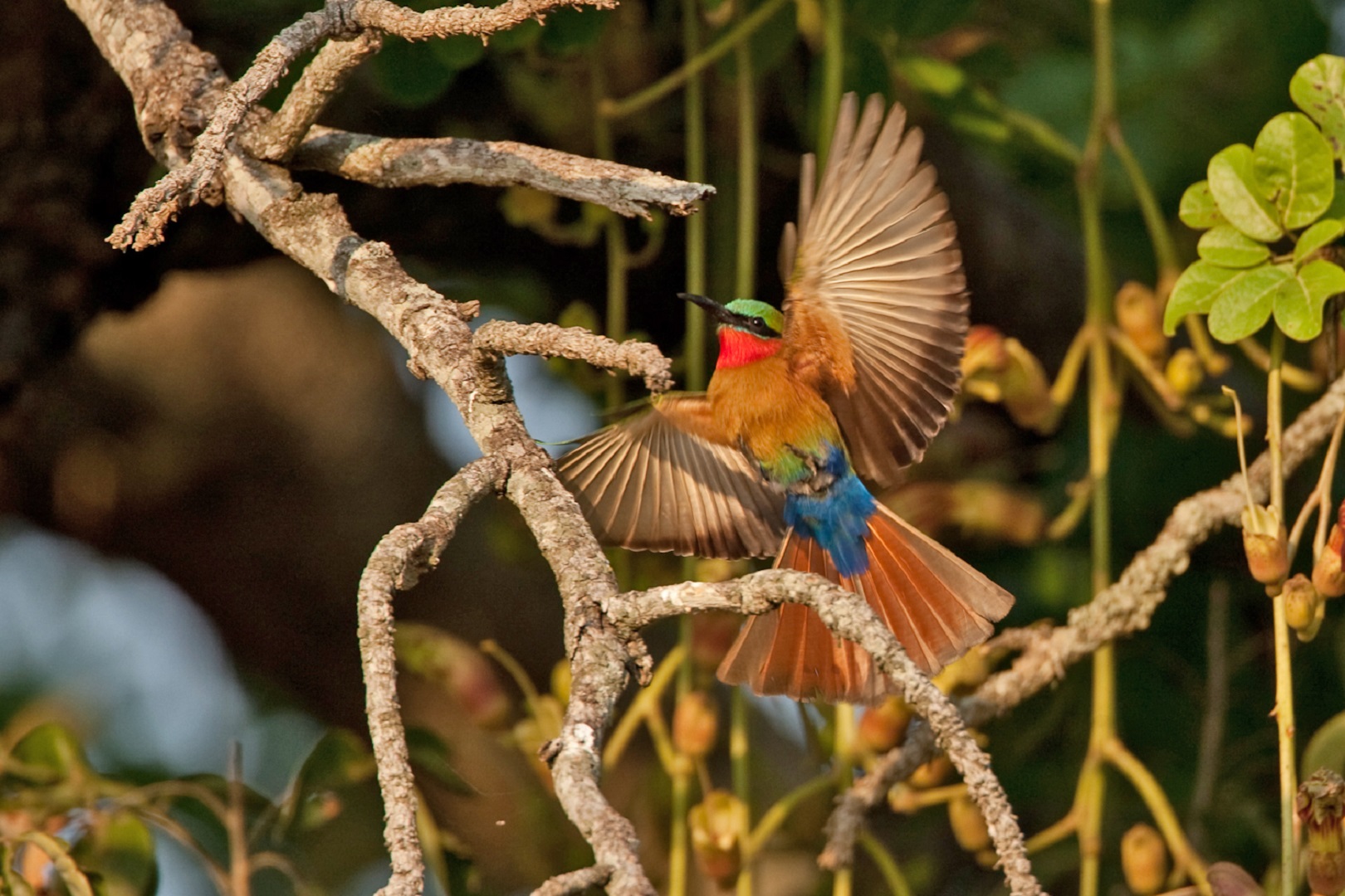 Semuliki National Park forest with colorful birds thriving beneath lush Congo Basin canopy.