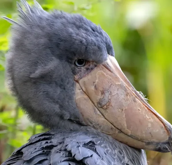 Why the Shoebill Deserves Its Own Fan Club