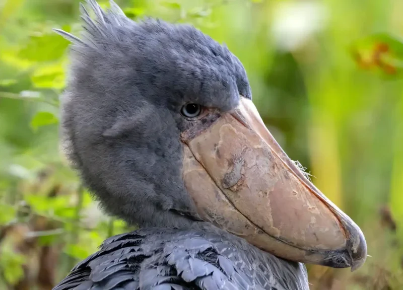 shoebill-deserves-afun-club Why the Shoebill Deserves Its Own Fan Club