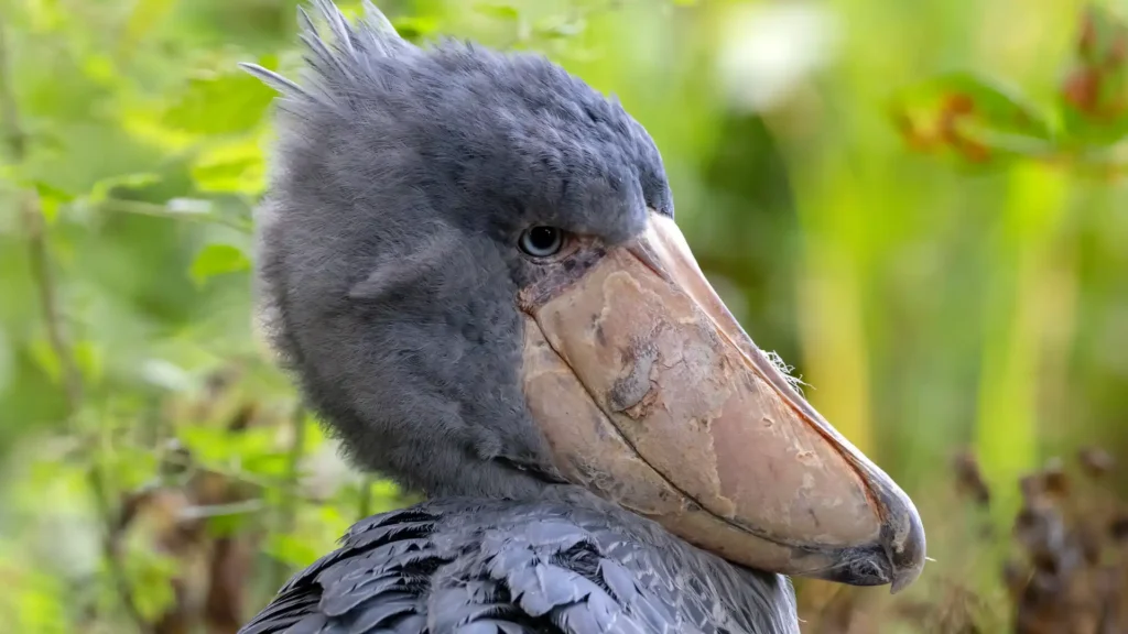 Why the Shoebill Deserves Its Own Fan Club
