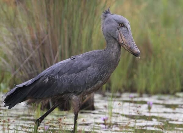 Uganda Shoebill Guide: Everything You Need to Know in 2026