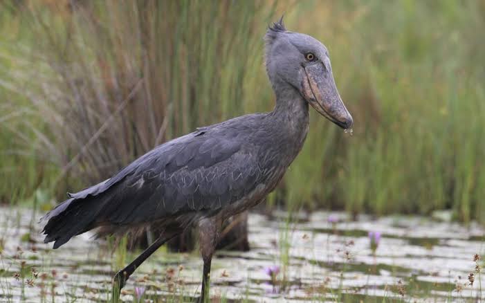 Uganda Shoebill Guide: Everything You Need to Know in 2026
