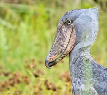 Uganda's Shoebill Stork: Habitat Sightings & Travel Tips