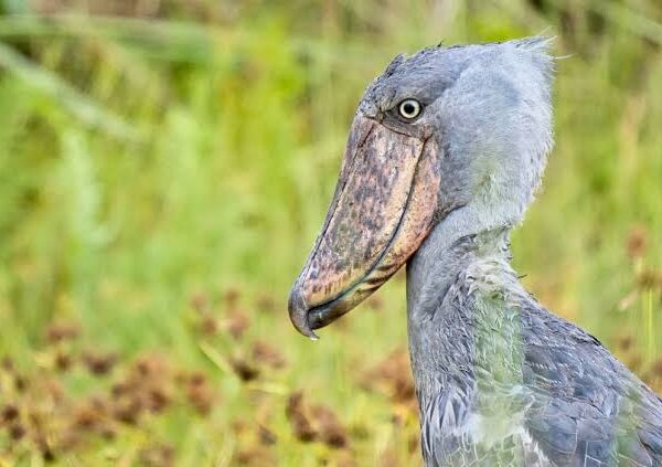 Uganda's Shoebill Stork: Habitat Sightings & Travel Tips