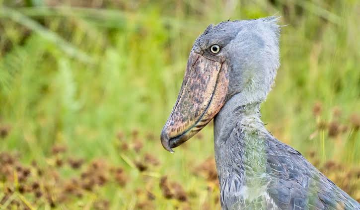 Uganda's Shoebill Stork: Habitat Sightings & Travel Tips