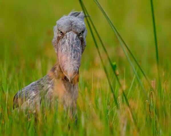 Shoebill standing motionless beside papyrus wetlands with intense forward facing stare in Uganda 