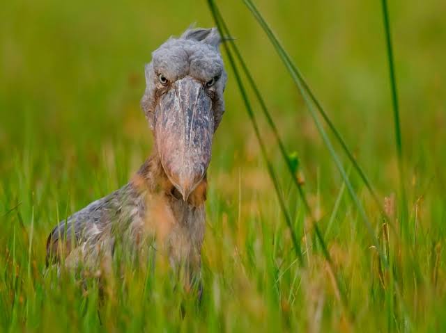 Shoebill standing motionless beside papyrus wetlands with intense forward facing stare in Uganda