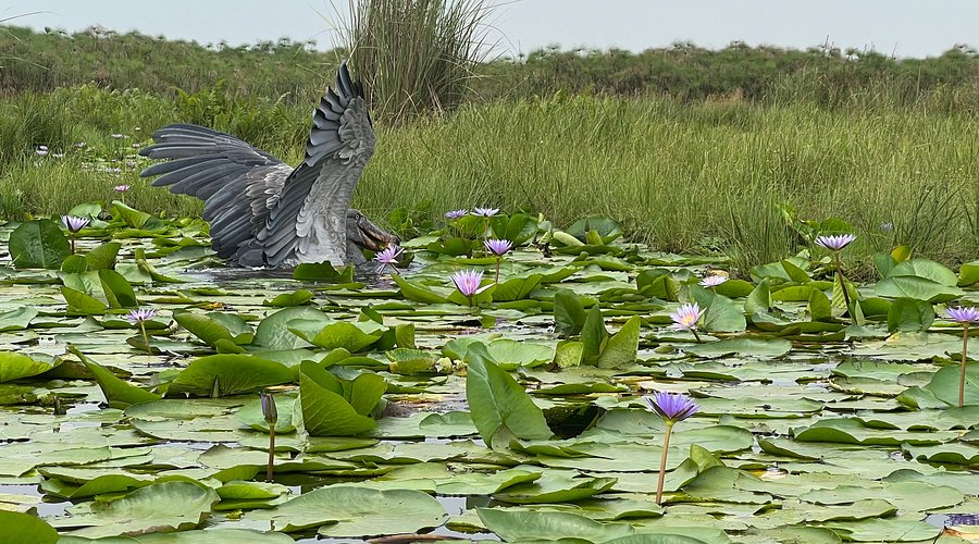 Shoebill standing quietly among papyrus reeds in Mabamba Swamp, Uganda wetlands