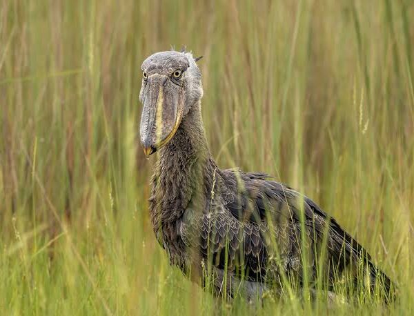 Reveals patience, mindfulness, unforgettable wildlife encounters, and deeper appreciation for Uganda's wetlands 