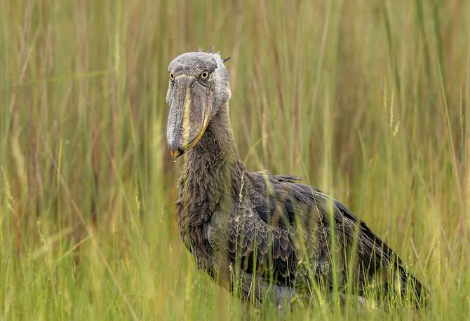 Reveals patience, mindfulness, unforgettable wildlife encounters, and deeper appreciation for Uganda's wetlands