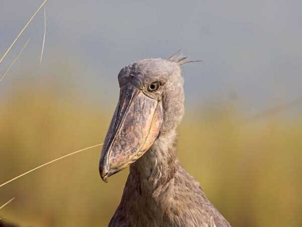 Shoebill Sightings: Realistic Expectations for First Timers