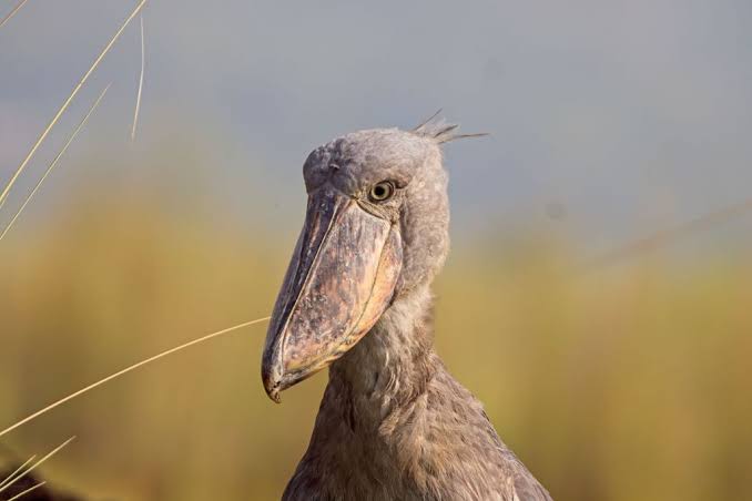 Shoebill Sightings: Realistic Expectations for First Timers