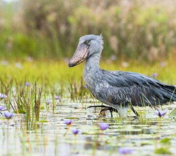Shoebill Stork Tours in Uganda: A Traveler's Full Guide