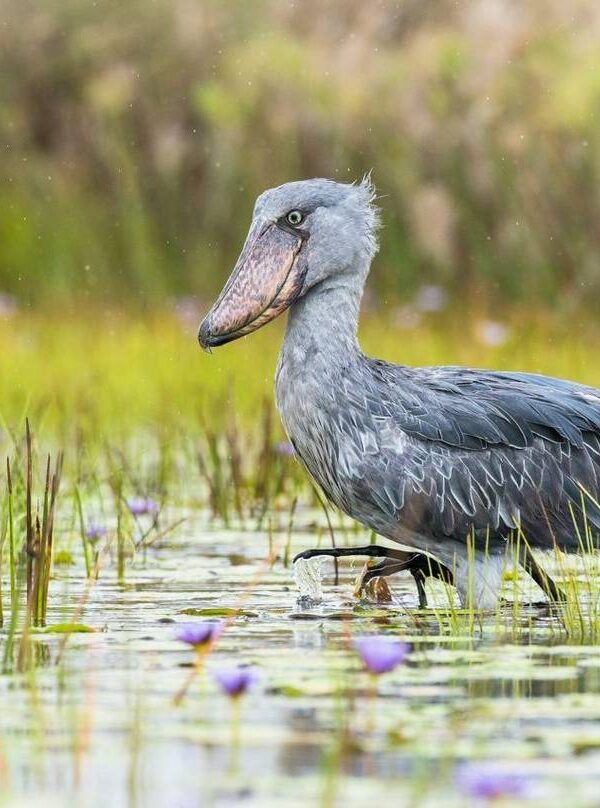 Shoebill Stork Tours in Uganda: A Traveler's Full Guide