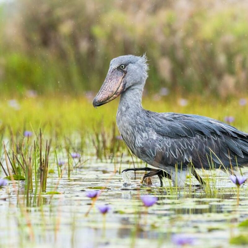 shoebill-tours Shoebill Stork Tours in Uganda: A Traveler's Full Guide