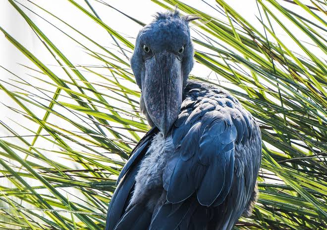 Shoebill stork standing quietly in Uganda wetland surrounded by lush papyrus vegetation