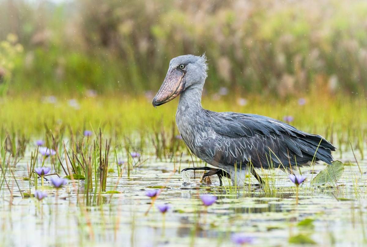 Shoebill Stork Tours in Uganda: A Traveler's Full Guide