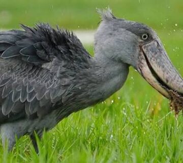 Big Five vs  One Weird Bird: Why Birders Choose the Shoebill