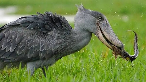 Big Five vs  One Weird Bird: Why Birders Choose the Shoebill