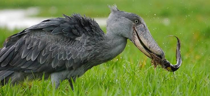Big Five vs One Weird Bird: Why Birders Choose the Shoebill