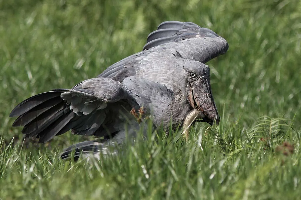 Shoebill flying gracefully above lush Ugandan wetlands beneath clear morning skies during sunrise.