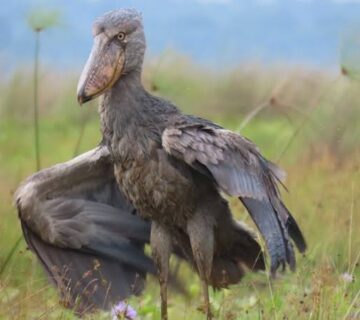 Shoebills of the Nile: Comparing Murchison and Mabamba