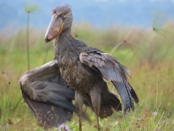 Shoebills of the Nile: Comparing Murchison and Mabamba