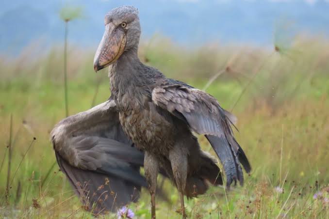 Shoebills of the Nile: Comparing Murchison and Mabamba