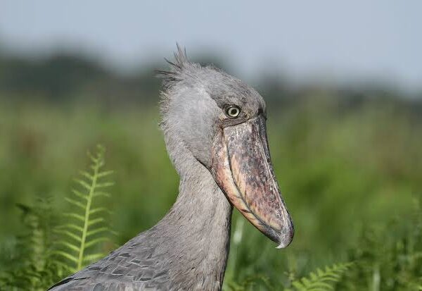 Through nature, patience, wildlife, mindfulness, and peaceful moments in Uganda 