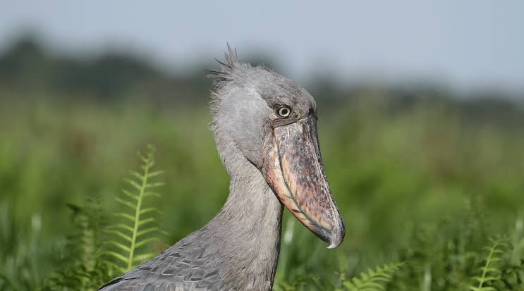 Through nature, patience, wildlife, mindfulness, and peaceful moments in Uganda