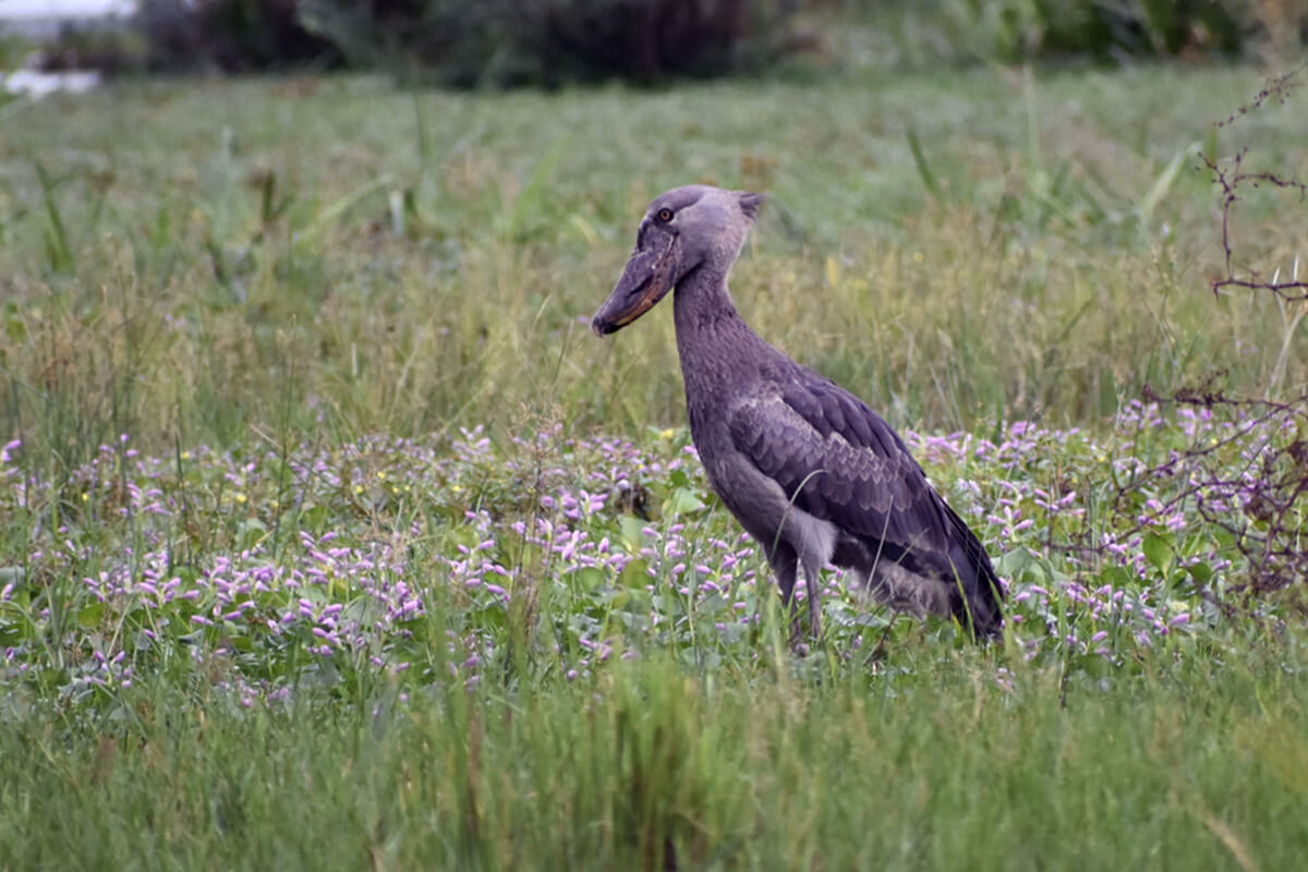 Shoebill standing quietly among papyrus reeds in Uganda's peaceful Mabamba Swamp at sunrise