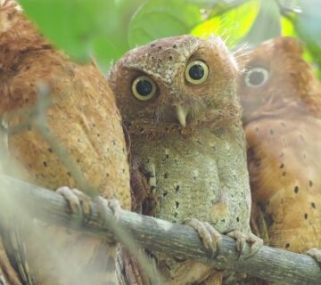 Sokoke Forest: Kenya's Coastal Endemic Bird Hotspot