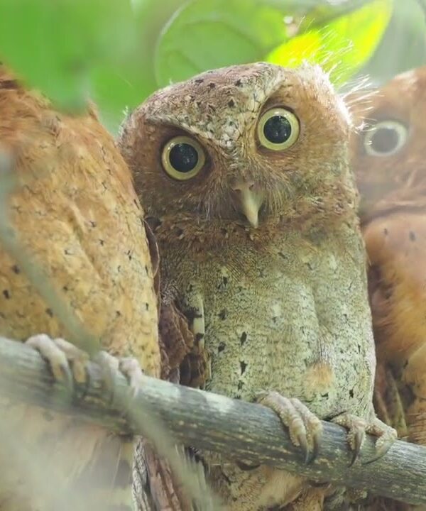 Sokoke Forest: Kenya's Coastal Endemic Bird Hotspot