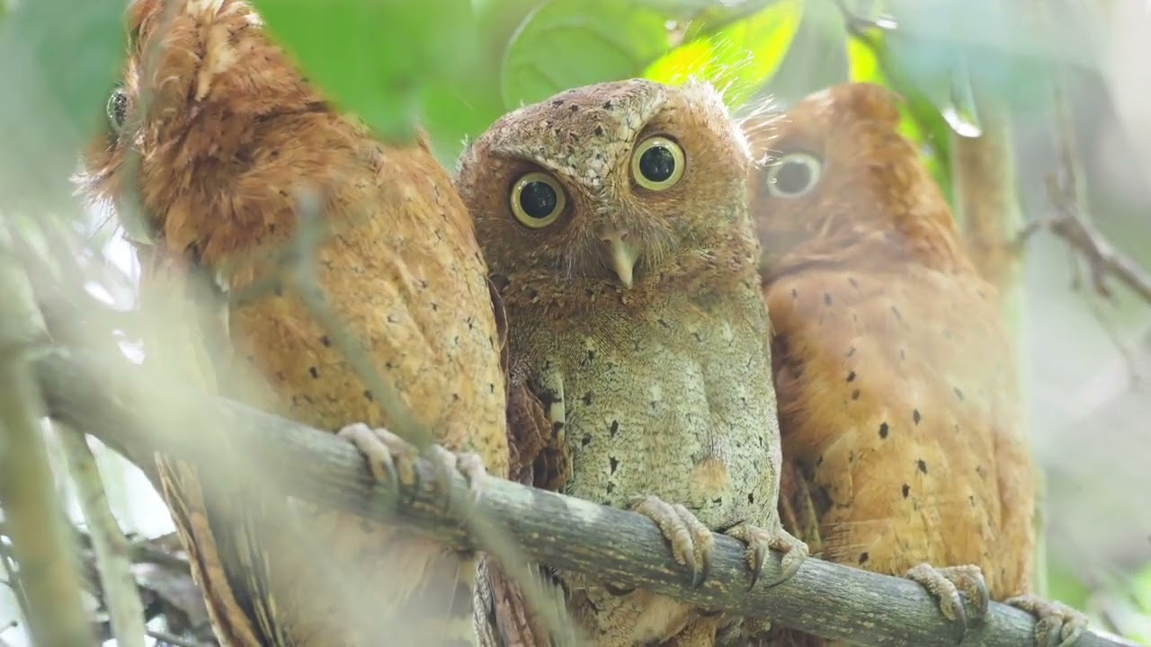 Sokoke Forest: Kenya's Coastal Endemic Bird Hotspot