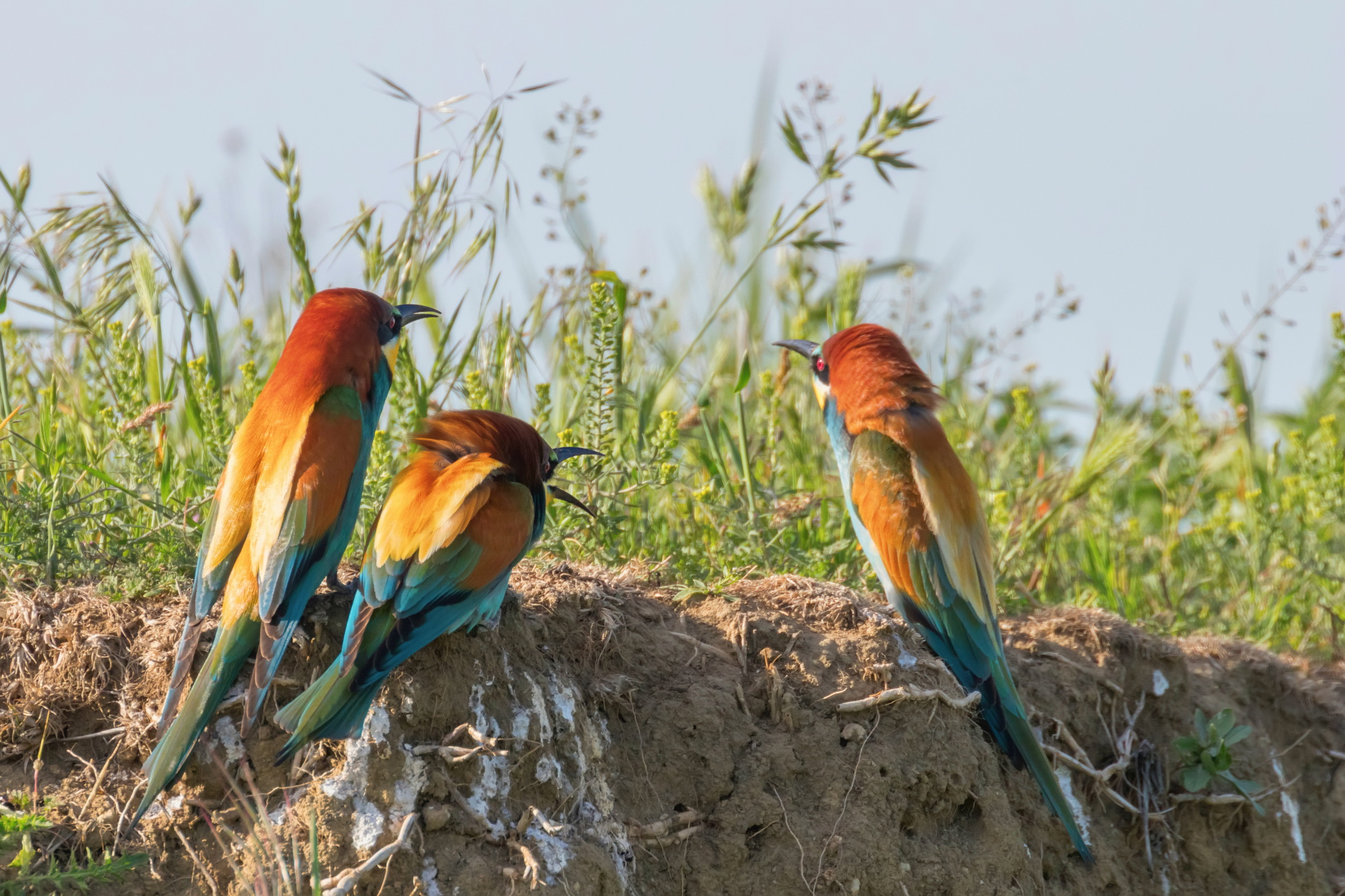 Solo birder observing colorful African birds across a peaceful East African forest habitat at sunrise.