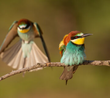Solo Birding in East Africa: Is It Safe and Worth It?