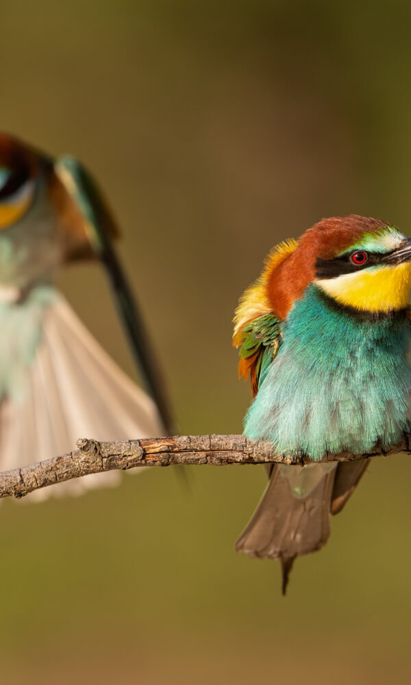Solo Birding in East Africa: Is It Safe and Worth It?