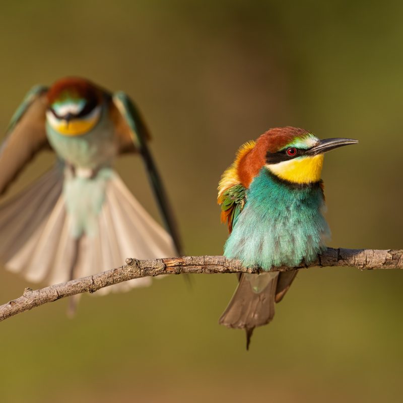 Solo Birding in East Africa: Is It Safe and Worth It?