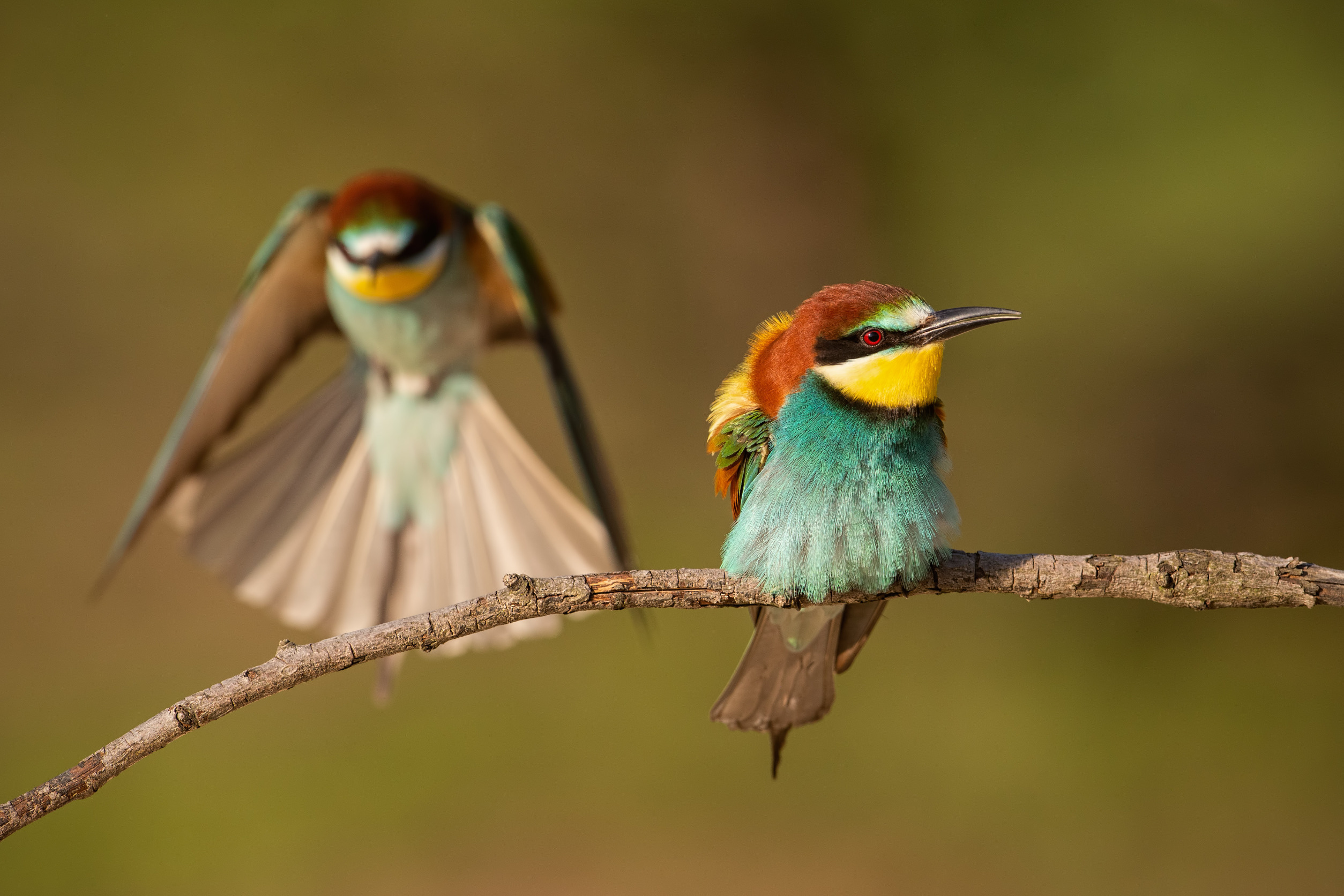 Solo Birding in East Africa: Is It Safe and Worth It?