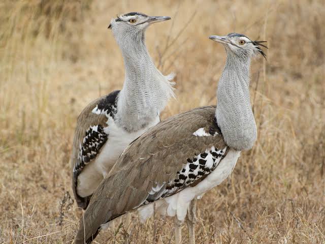 Colorful East African birds resting in diverse natural habitats during birding exploration