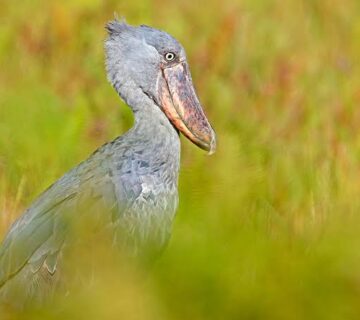 4 Best Guides for Spotting Shoebills in Mabamba