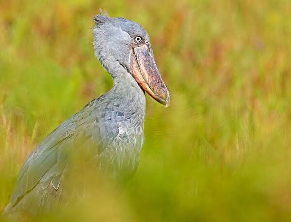 4 Best Guides for Spotting Shoebills in Mabamba