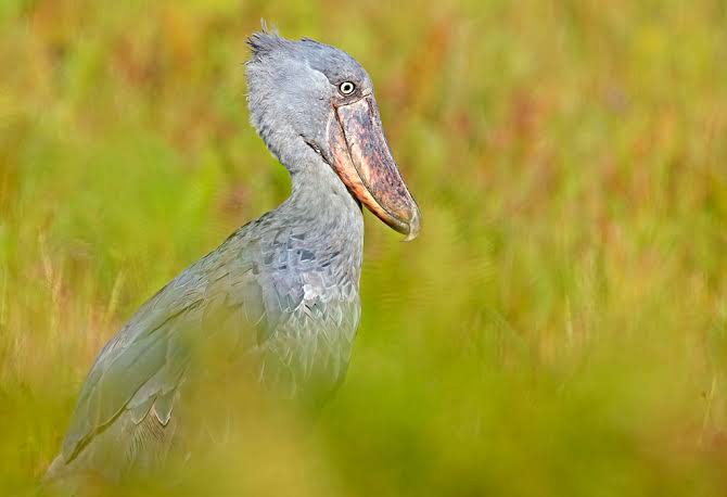 4 Best Guides for Spotting Shoebills in Mabamba