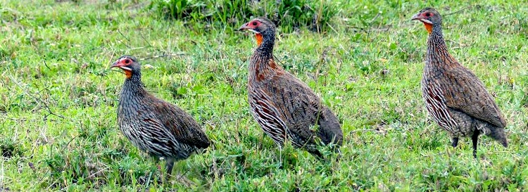 Grey-breasted Spurfowl standing in Tanzania's Rift Valley grassland during an early morning birding safari.