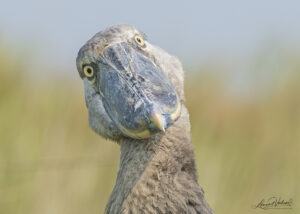 Shoebill staring directly across peaceful Uganda wetland during early morning canoe excursion adventure
