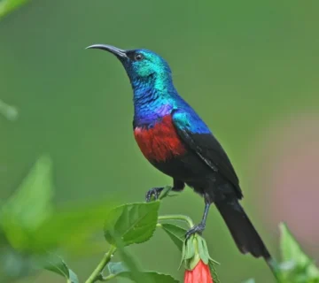 Sunbirds of the Albertine Rift